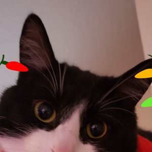 Meet your Posher, Shelley